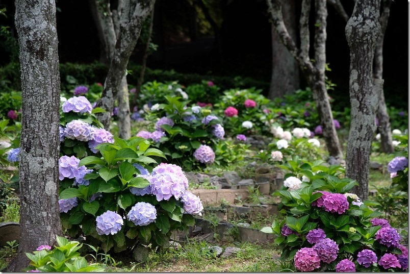 宮地嶽神社の紫陽花