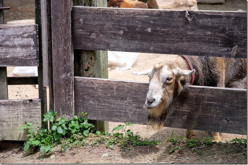 宮地嶽神社の動物園、宮ZOOのヤギ・羊