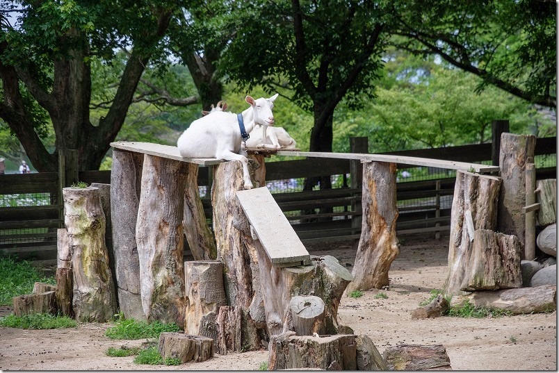 宮地嶽神社の動物園、宮ZOOのヤギ
