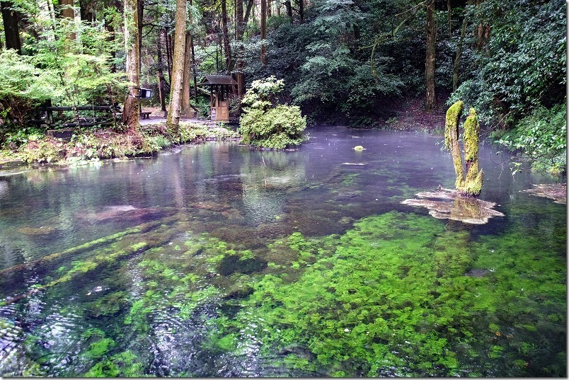 雨の阿蘇・くじゅう、池山水源の湧水