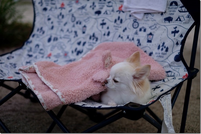 阿蘇・火の国ドッグランのオートキャンプ場で犬と一緒