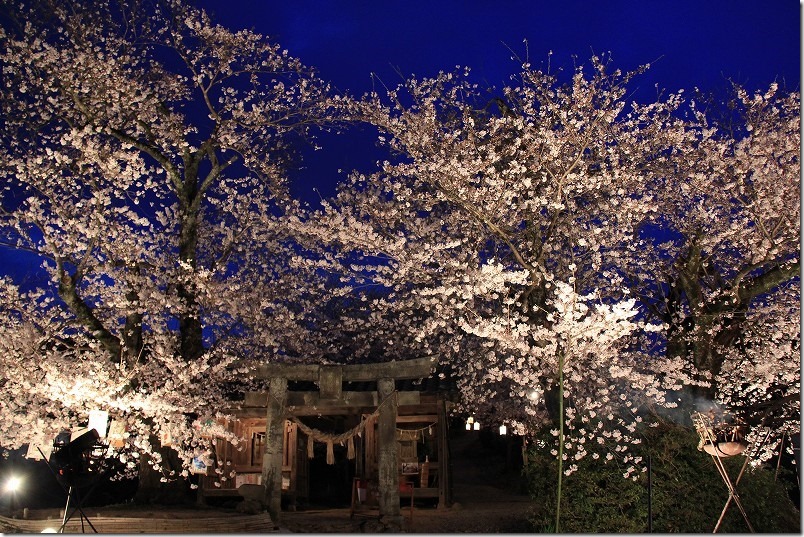 福岡県朝倉市杷木,夕月神社の桜、ライトアップされてたころ
