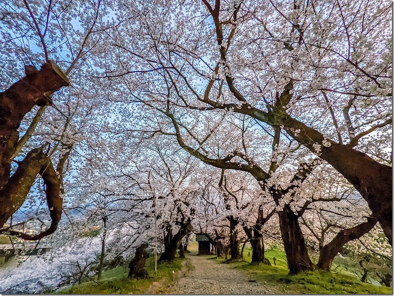 福岡県朝倉市杷木,夕月神社の桜並木の参道