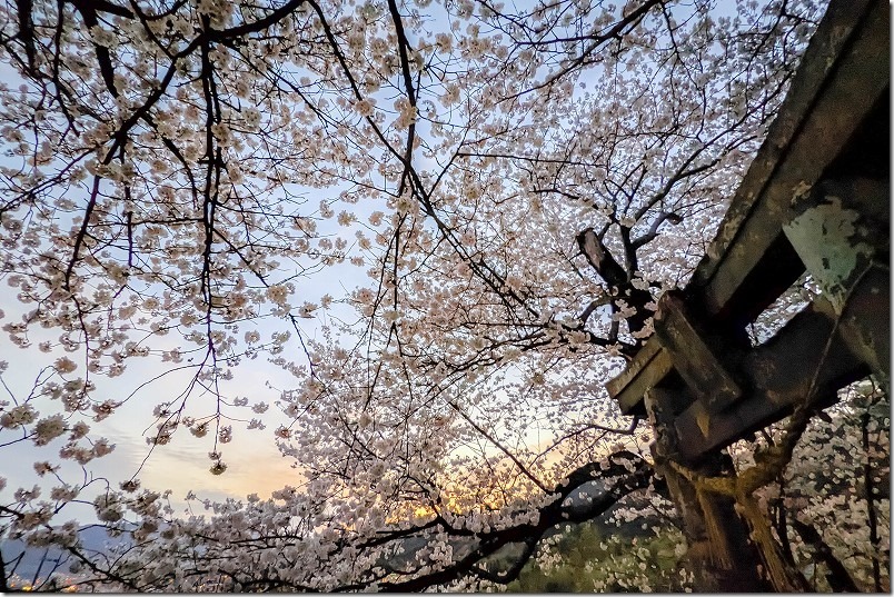 福岡県朝倉市杷木,夕月神社の桜