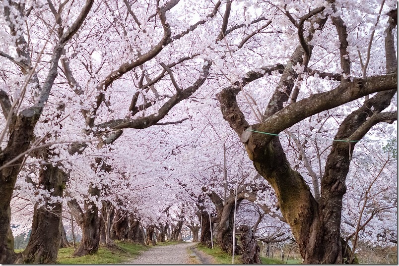 福岡県朝倉市杷木,夕月神社の満開の桜