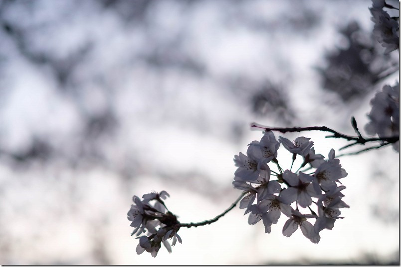 福岡県朝倉市杷木,夕月神社の桜、満開