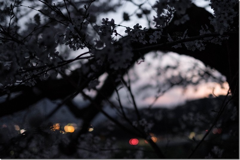 福岡県朝倉市杷木,夕月神社の桜、ライトアップはされてない