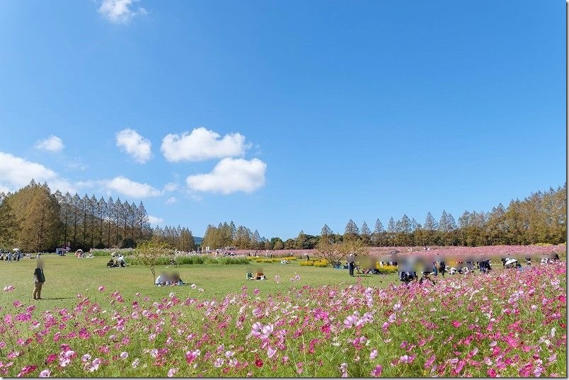 生駒高原のコスモス畑、ピクニック