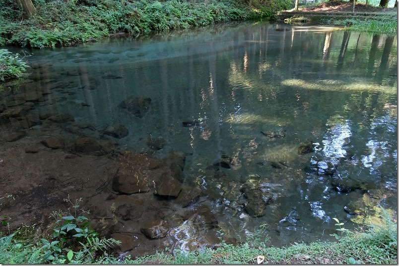 木々に囲まれ青く済んだ透明の水、陣の池湧水