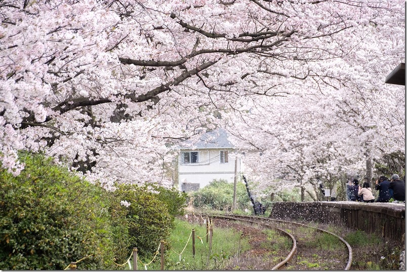 松浦鉄道「浦ノ崎駅」 満開の桜トンネルで桜吹雪