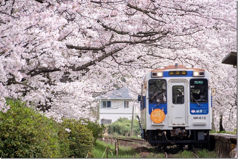松浦鉄道「浦ノ崎駅」、桜のトンネルと列車