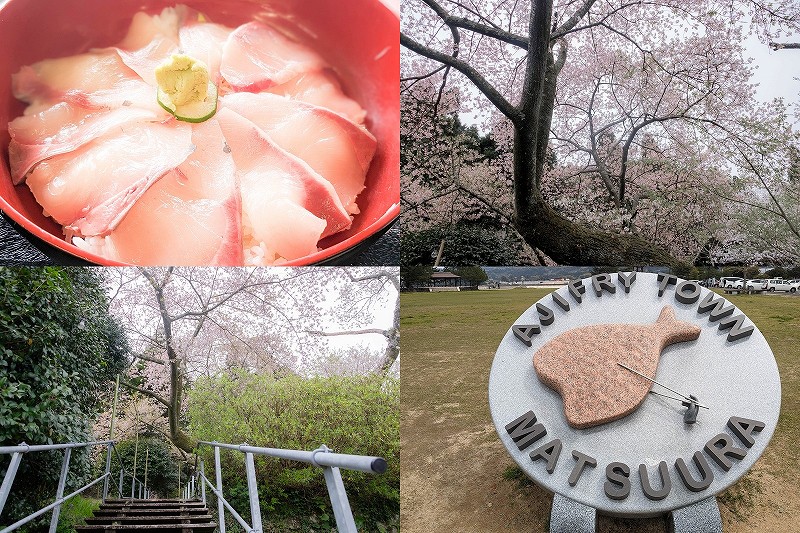 松浦　道の駅で格安「ぶり丼」と樹齢800年の明星桜