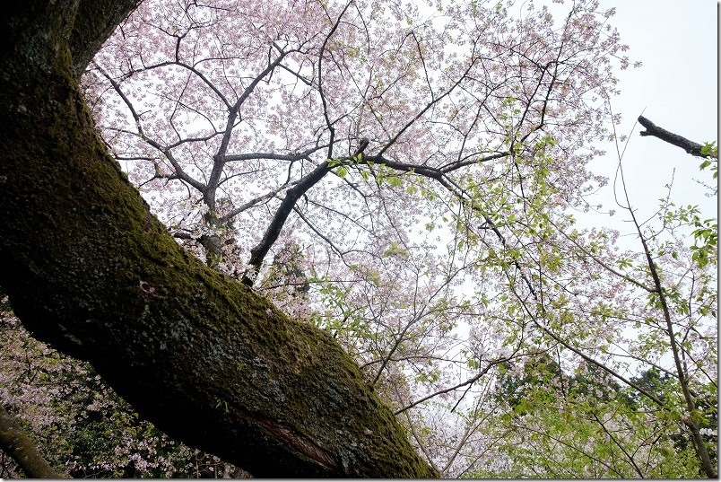 伊万里、樹齢800年の大木桜「明星桜」