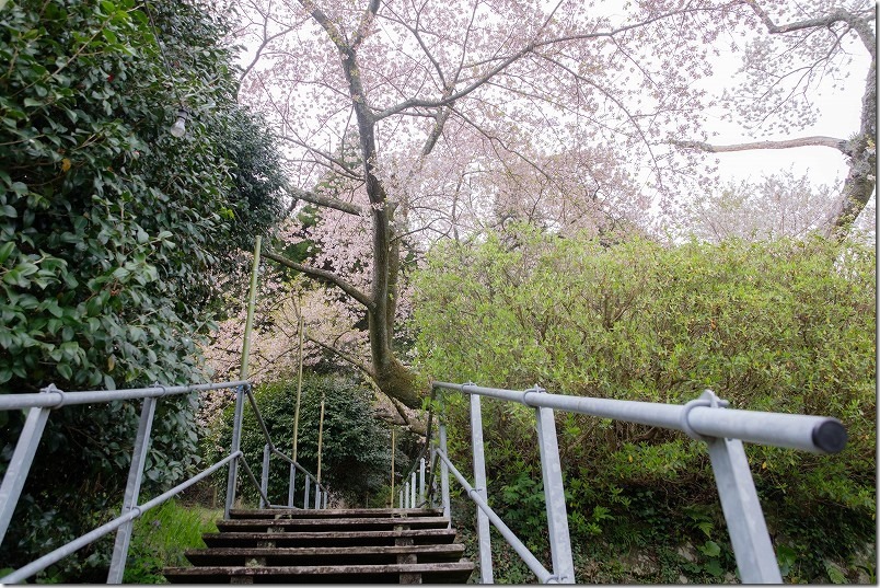 伊万里、樹齢800年の老木桜「明星桜」