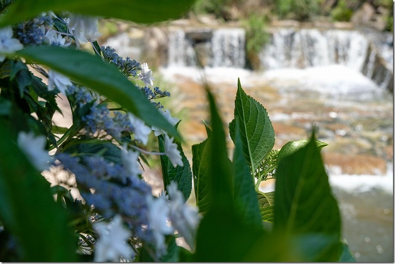 見帰りの滝の紫陽花、ほたる橋周辺を散策、紫陽花と川