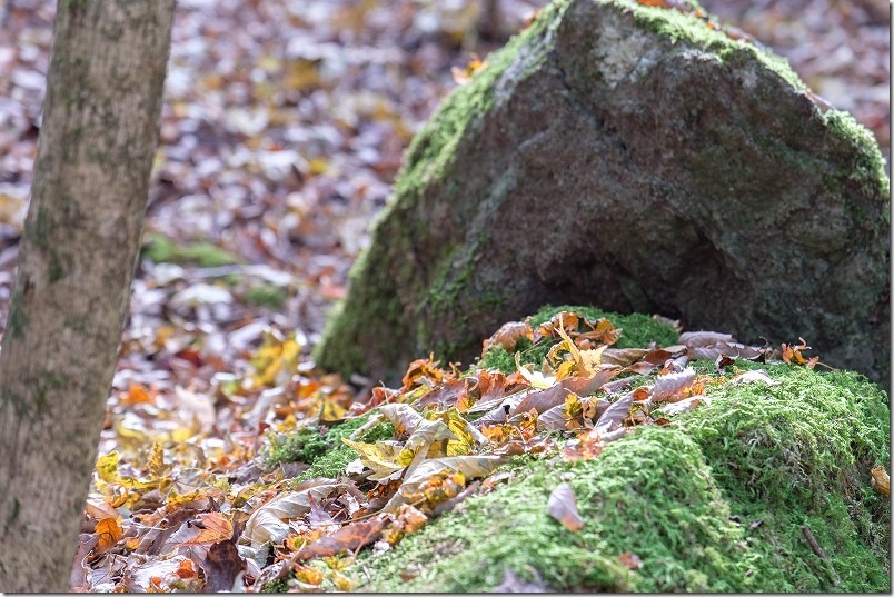 男池～かくし水、秋の落ち葉と苔むした岩