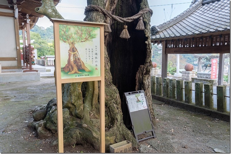 別府、八幡竈門神社の樹齢約500年のイチイガシ