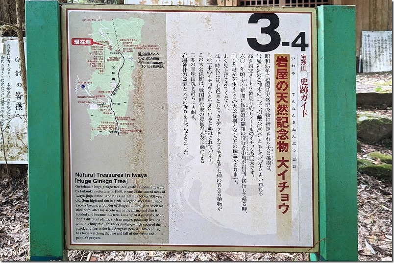 岩屋神社、「大公孫樹」の大イチョウ（県指定天然記念物）の説明