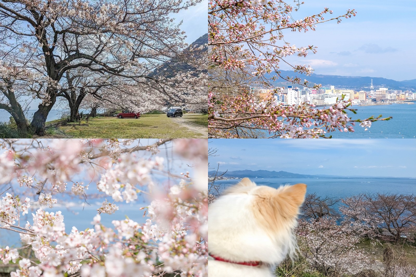 別府で海と桜を撮影できる穴場の桜見スポット！　両郡橋地域広場