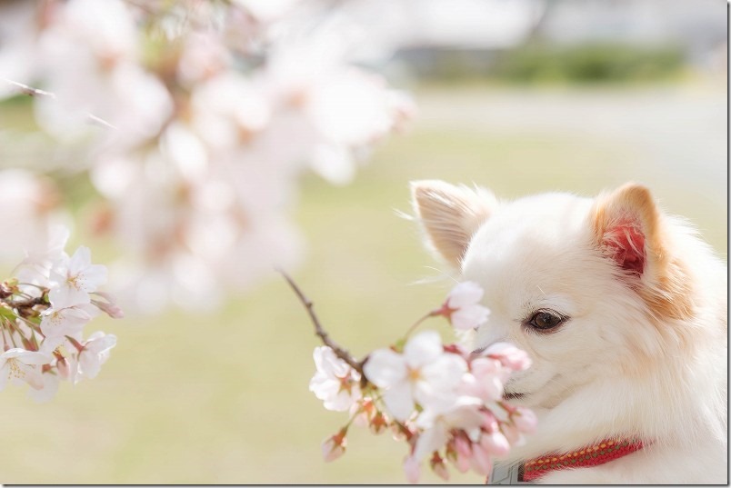 別府、両郡橋地域広場で桜と犬
