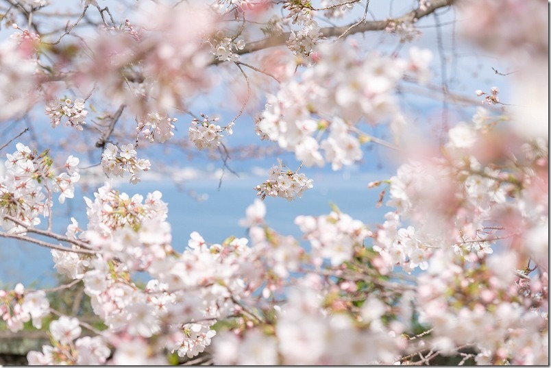 別府、両郡橋地域広場で桜見、海と桜の撮影スポット