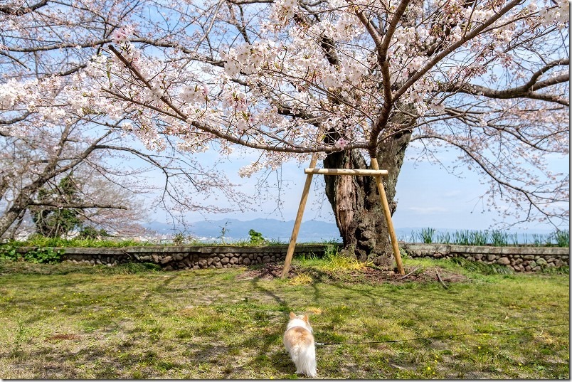 別府、両郡橋地域広場で桜を見ながら犬と散歩