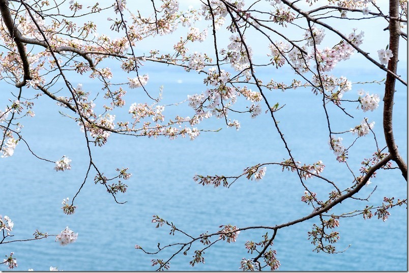 別府、両郡橋地域広場で桜見、海と桜の撮影スポット