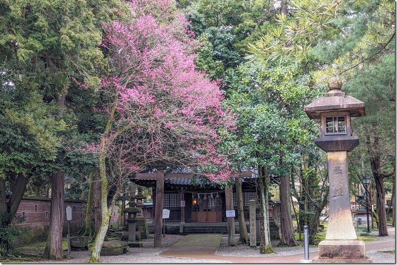 尾崎神社の境内にある金谷神社と梅