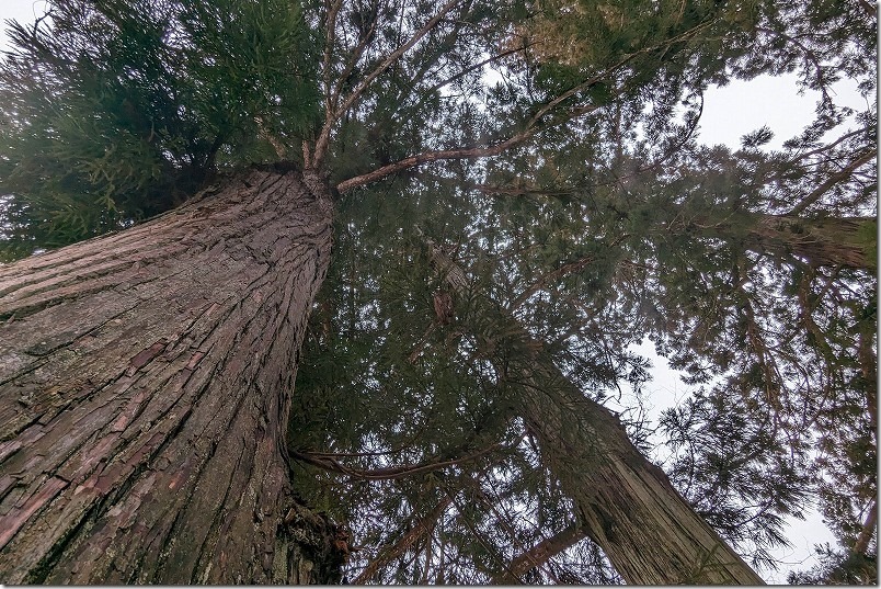 白川八幡神社の天然記念物の杉