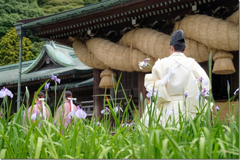 宮地嶽神社の「江戸菖蒲初刈り神事」。白装束の神職が菖蒲を刈り取る