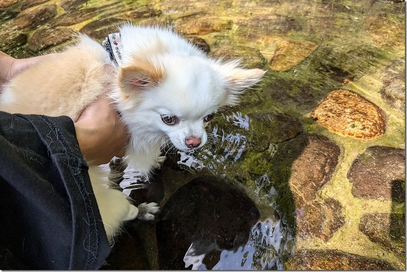 水の口湧水公園の水遊び、犬