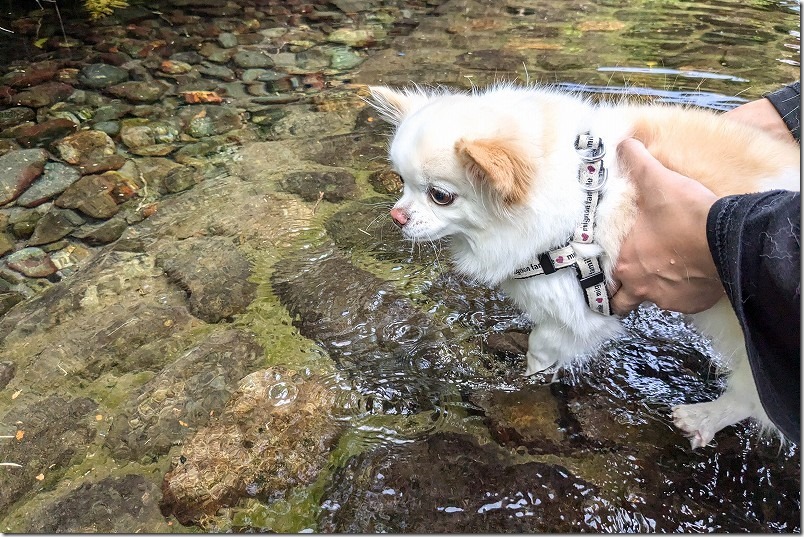 水の口湧水公園の水遊び、犬