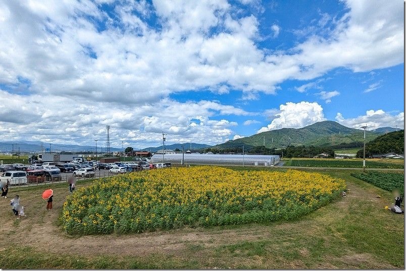 道の駅「筑前みなみの里」小高い丘からハート型のひまわり畑