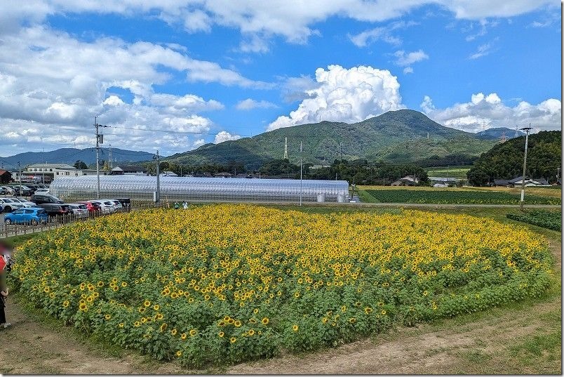 道の駅「みなみの里」のハート型のひまわり畑が見頃