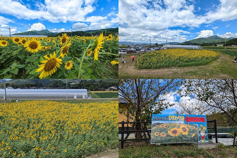 道の駅「みなみの里」　ひまわり畑　満開で見頃（福岡県朝倉郡筑前町）