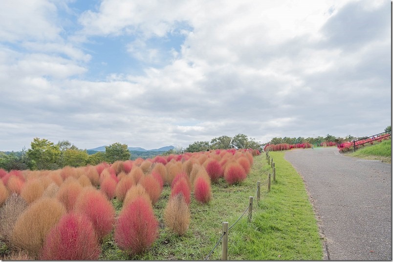 るるぱーくを散策。コキアの紅葉が綺麗