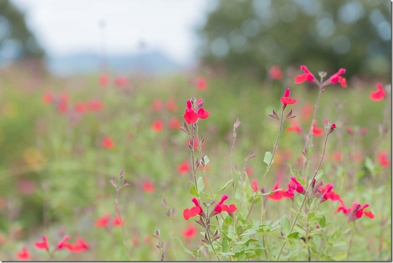 るるパーク ハーブガーデンのチェリーセージの花。10月