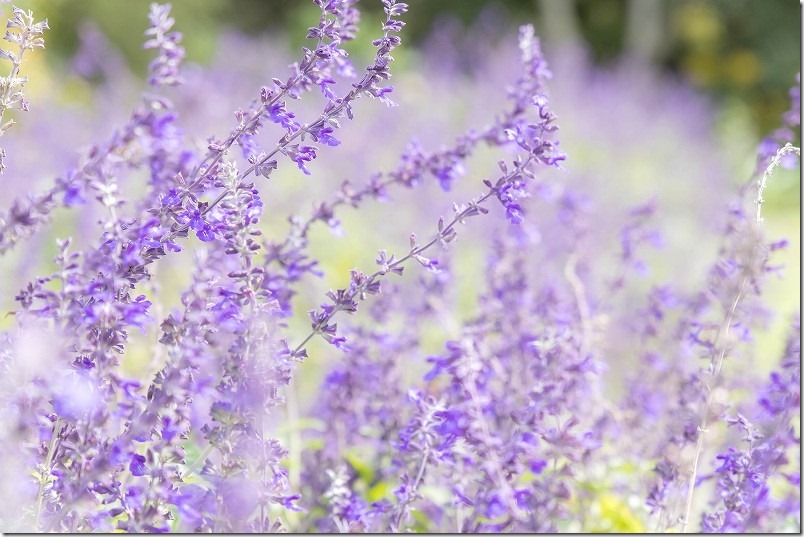 るるパーク ハーブガーデンのラベンダーセージの花。10月