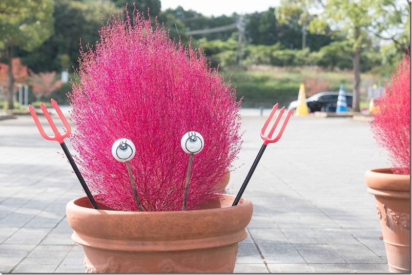 「るるパーク」（大分農業文化公園）のコキア（入口付近）