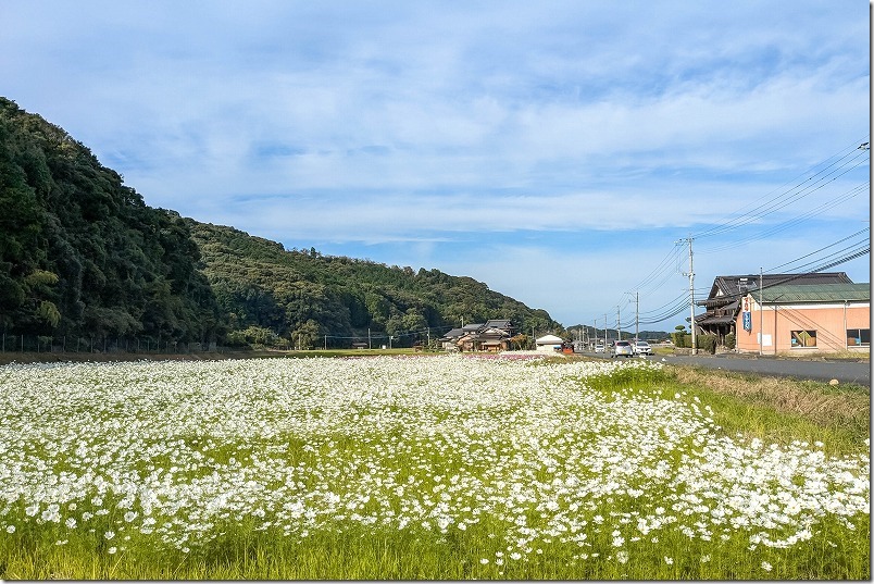 福岡県豊前市のコスモス畑（ホワイトが満開）