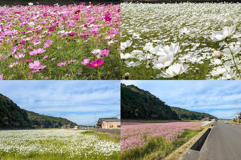 福岡県豊前市のコスモス畑　11月に満開