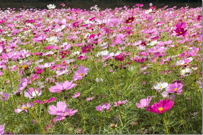 福岡県豊前市のコスモス畑（パステルカラーが満開）