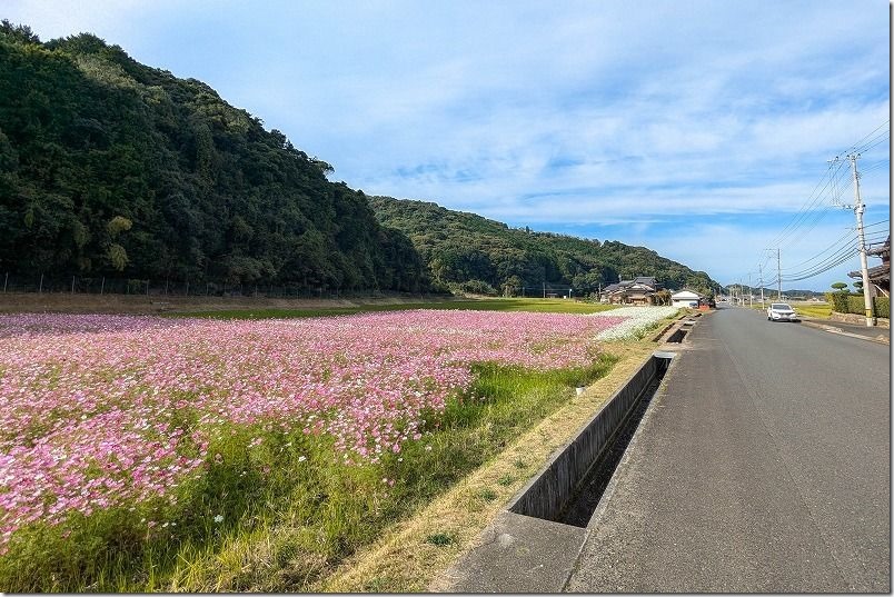 福岡県豊前市のコスモス畑（パステルカラーが満開）