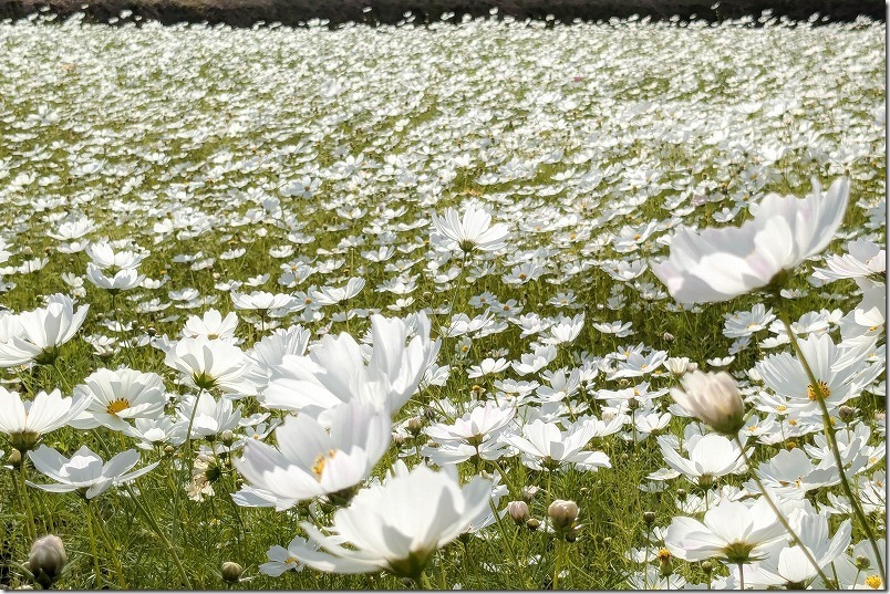 福岡県豊前市のコスモス畑（ホワイトが満開）