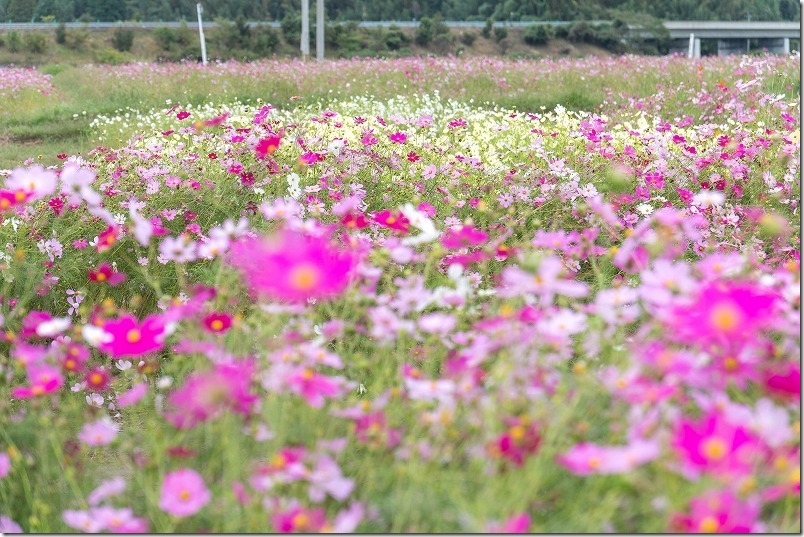 たくさんの種類のコスモスの花。中津 三光コスモス畑