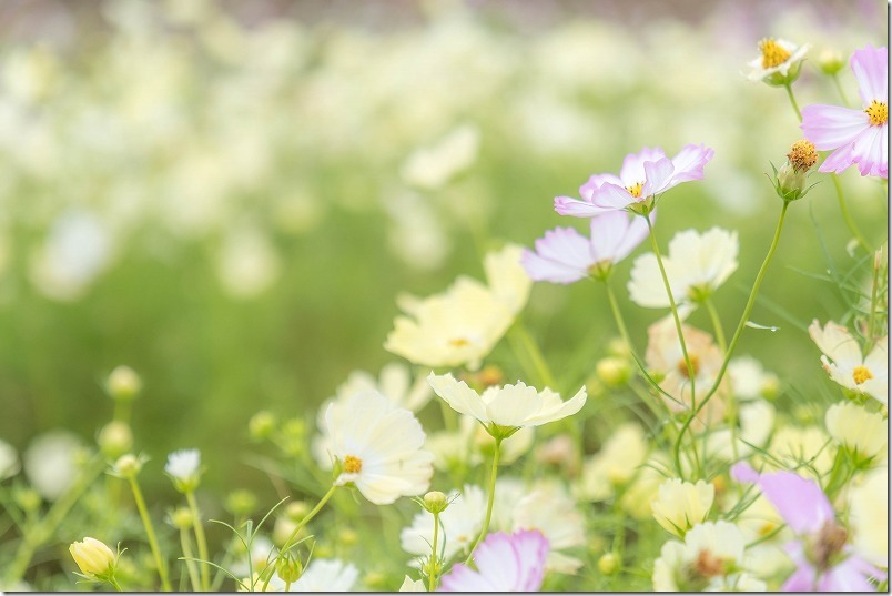 淡いキバナやフリルのコスモスの花。中津 三光コスモス畑