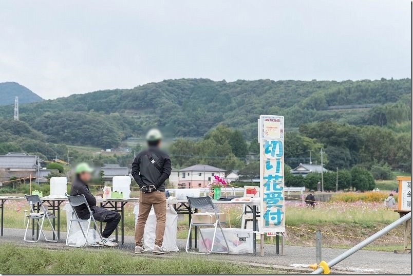 三光コスモス畑で切り花体験