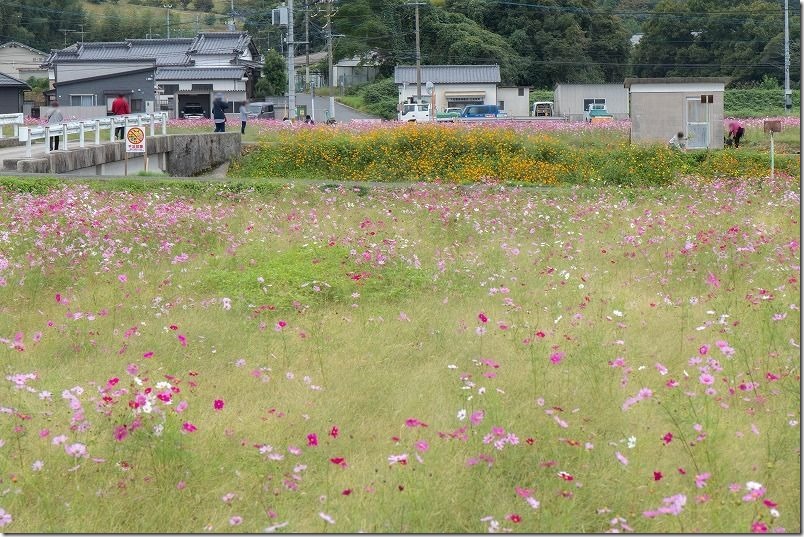 三光コスモス畑で切り花体験、切り花エリア