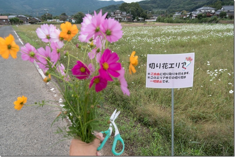 三光コスモス畑で切り花体験、ハサミや切り花エリア