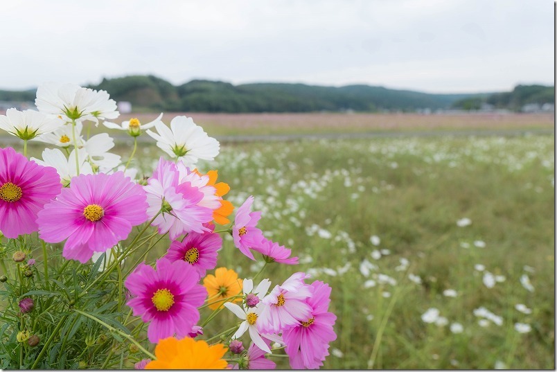 中津 三光コスモス畑 切り花体験を利用 親切で無料で利用できて良かったです！